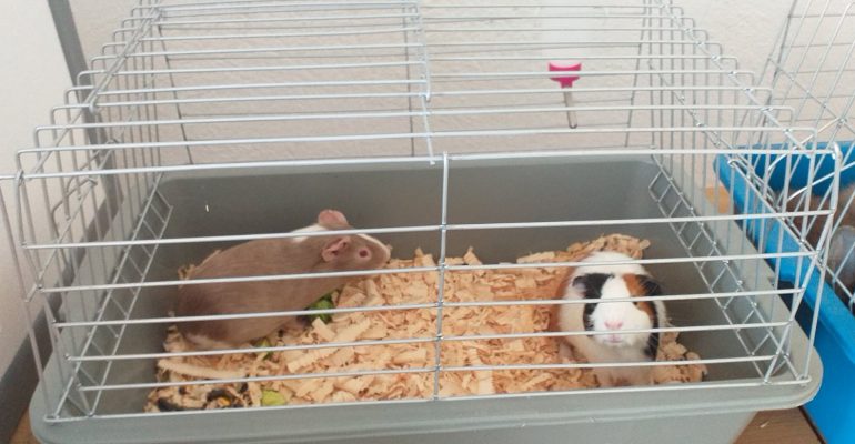 IMG-51b2fda49128bb53a18120115c3cb8bb-V